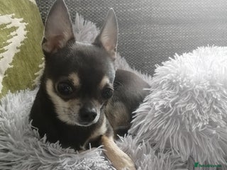 Chihuahua dogs in Brighton - Advert 2