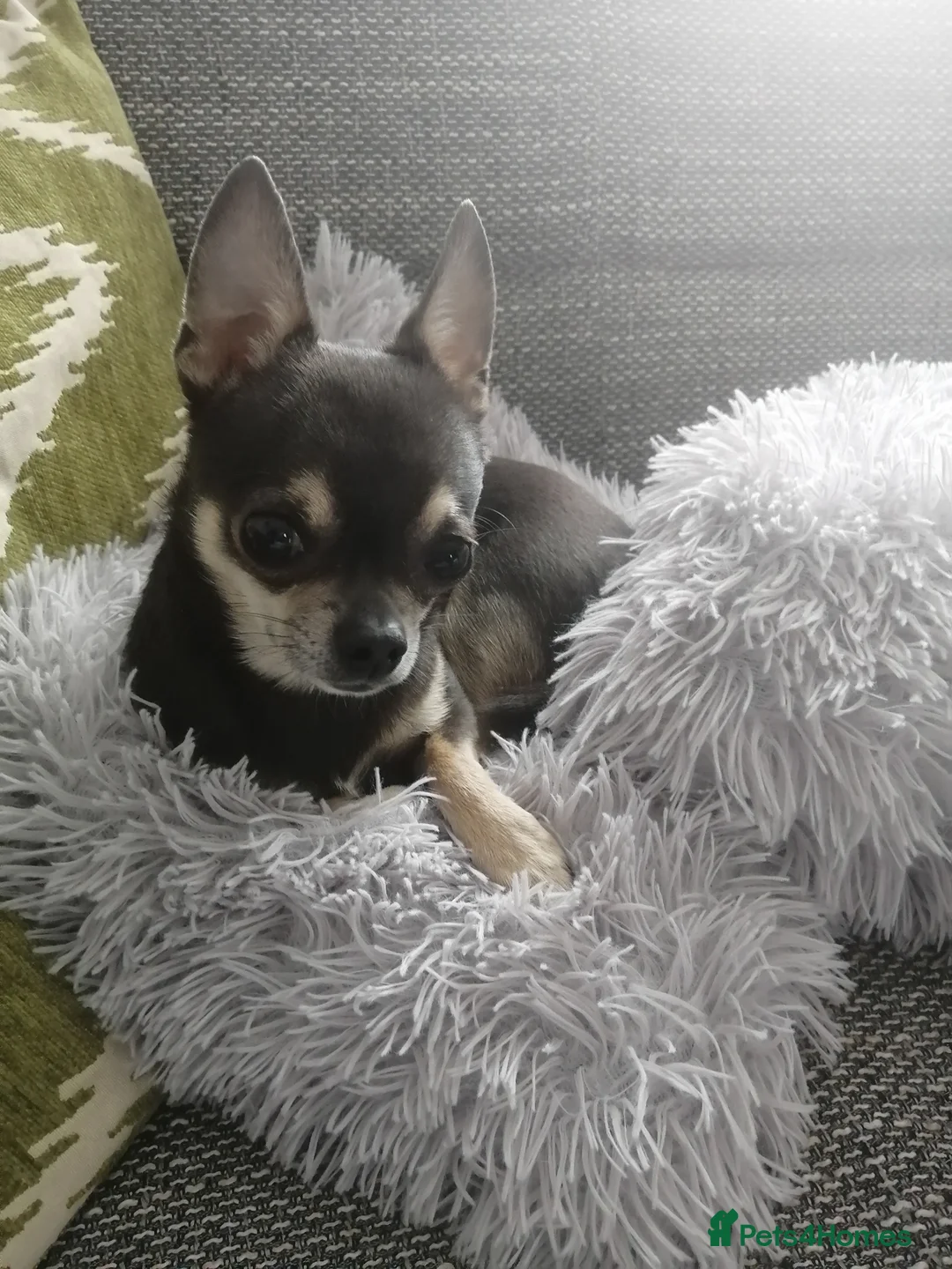 Chihuahua dogs for stud: Chihuahua for stud in Brighton - Advert 1