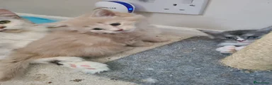 Maine Coon Kitten 2