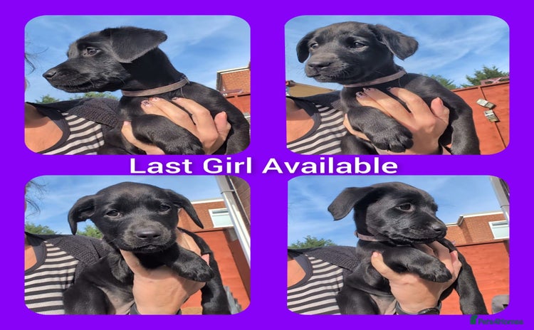 Labrador Retriever dogs - Advert 13