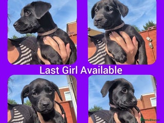 Labrador Retriever dogs - Advert 12