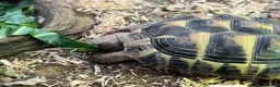 Hermann Tortoise reptiles for sale: Herman’s Tortoise Unsexed in Horley - Advert 3