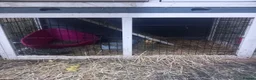 Guinea Pig rodents for sale: Guinea Pigs + Hutch  - Advert 11