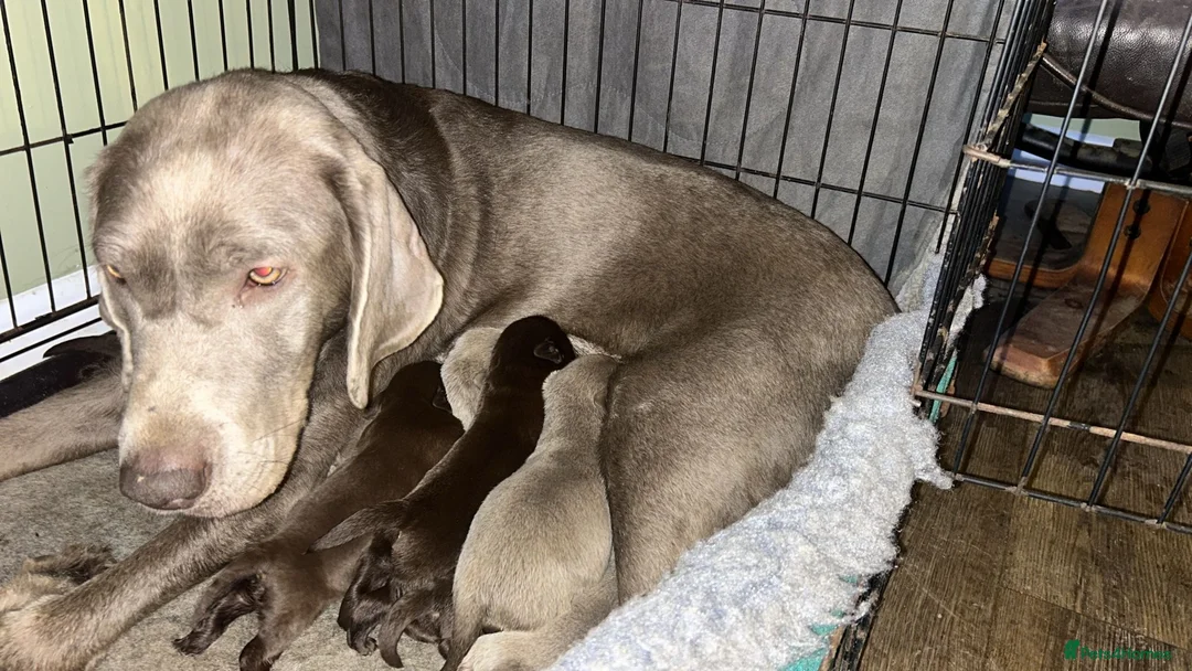 Labrador Retriever dogs for sale: Beautiful chocolate and Silver Labrador pups - Advert 2