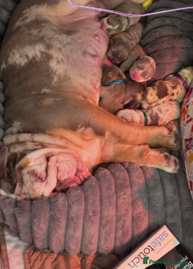 English Bulldog dogs for sale: 8 Week old English Bulldog puppies. - Advert 1