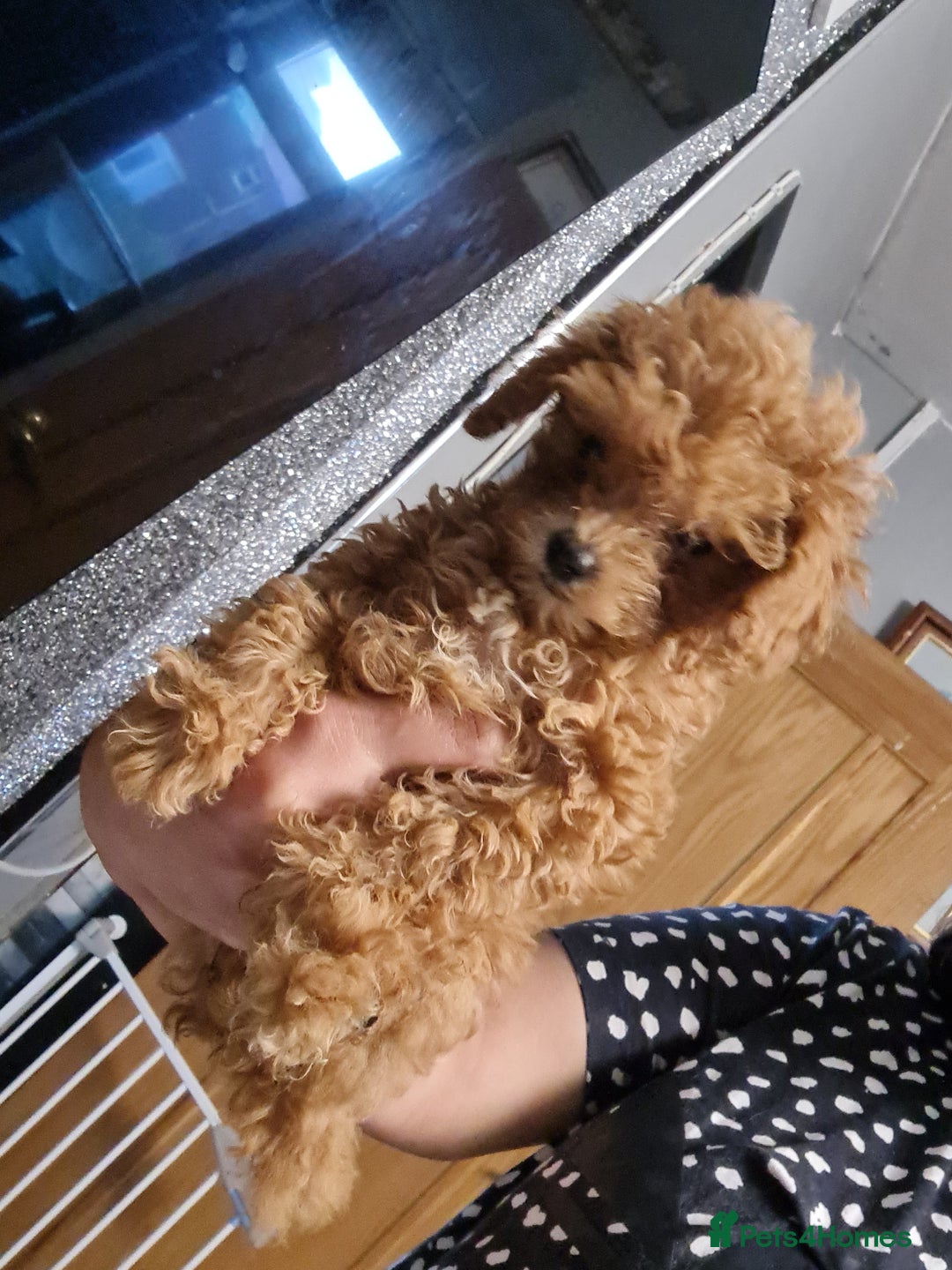 Toy Poodle dogs for sale: Tiny kc Russian background toy poodle poppies  - Image 38