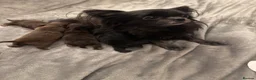 Chihuahua dogs for sale: Adorable KC REG tiny long haired chihuahuas💕 - Advert 1