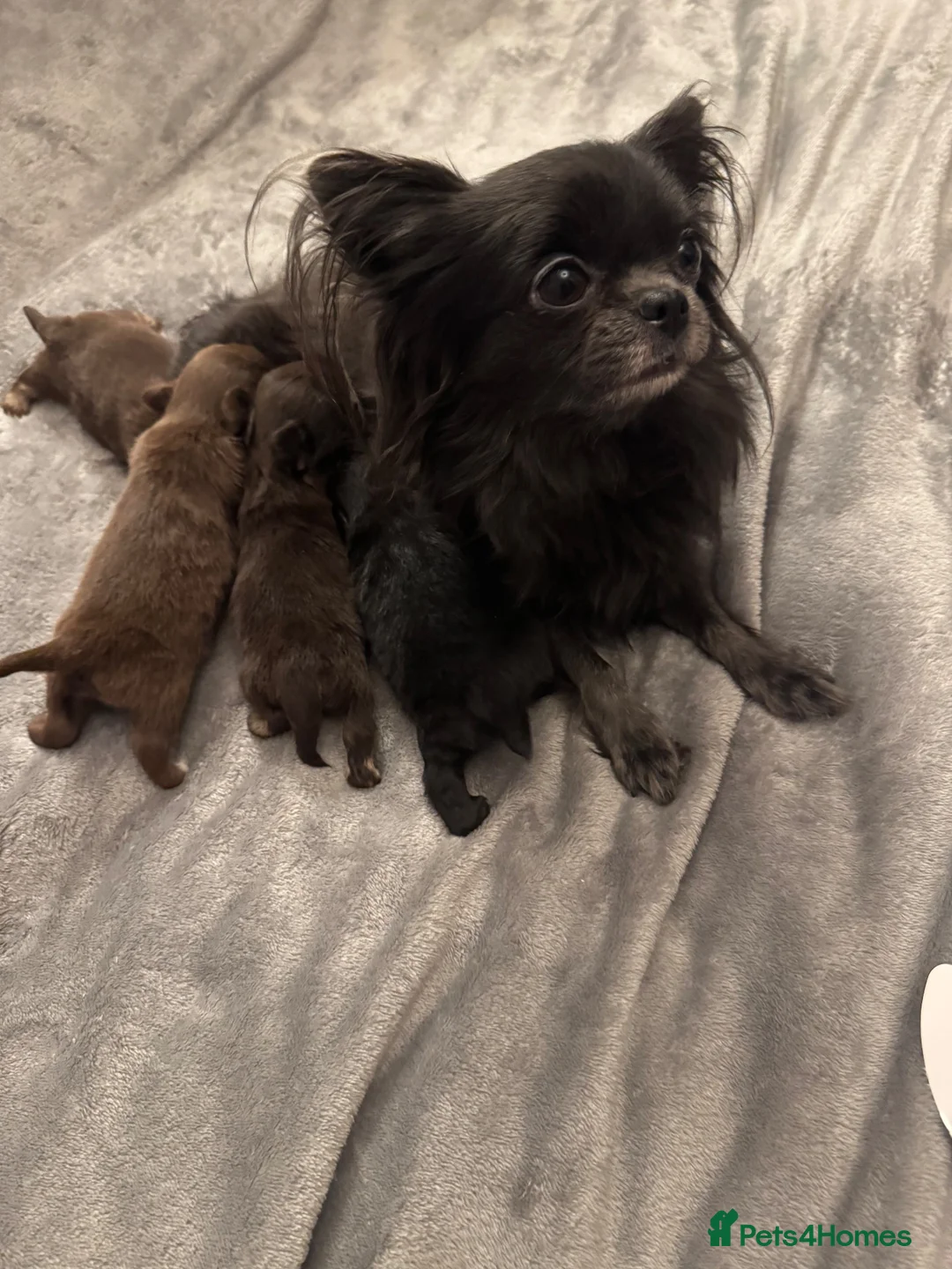 Chihuahua dogs for sale: Adorable KC REG tiny long haired chihuahuas💕 - Advert 1