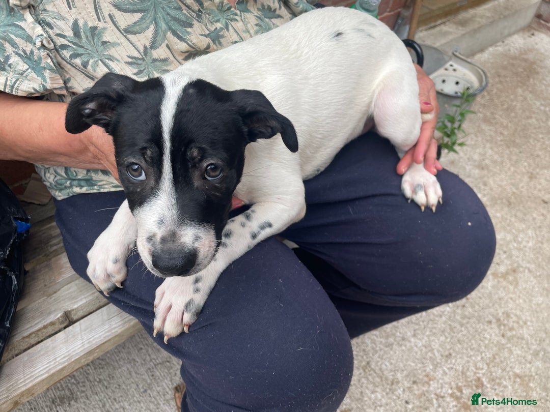Mixed Breed dogs for sale: Staff collie cross puppies  - Image 5