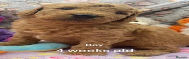 Goldendoodle 1