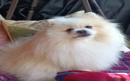 Pomeranian dogs for sale: Pom puppys with Kc reg , pedigree for sale - Image 27