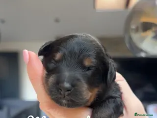 Bernedoodle dogs Merle, Black & Tan Mini Outstanding Bernedoodles - Advert 18