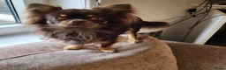 Chihuahua dogs for sale: Chocolate Long Hair Chihuahua- 17 months old in Clitheroe - Advert 2