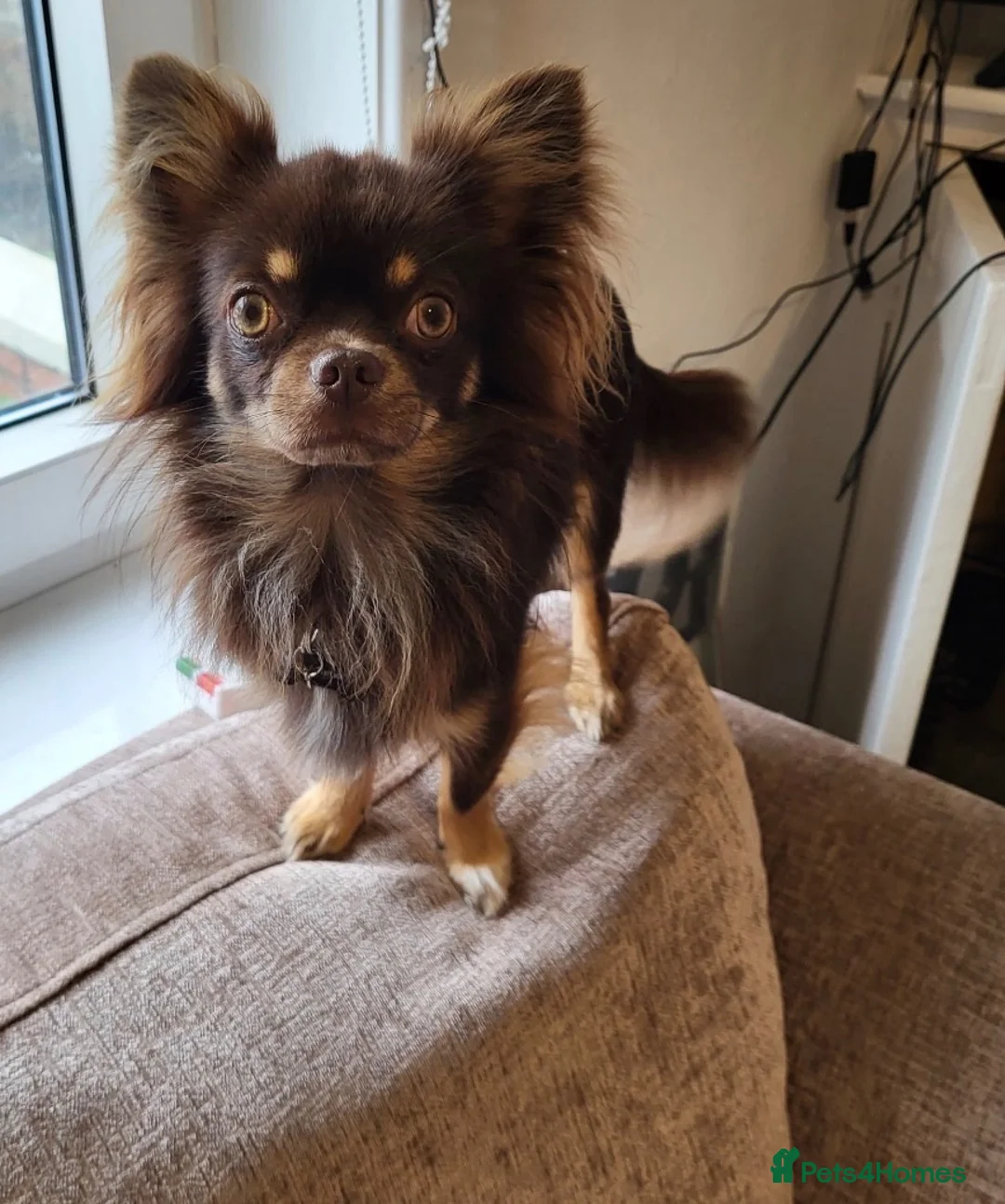 Chihuahua dogs for sale: Chocolate Long Hair Chihuahua- 17 months old in Clitheroe - Advert 2