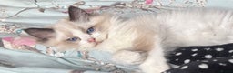 Ragdoll cats for sale: Stunning GCCF/TICA Purebred Reg Ragdoll Kittens - Advert 24