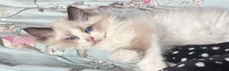 Ragdoll cats for sale: Ready Now  GCCF/TICA Purebred Reg Ragdoll Kittens - Advert 25