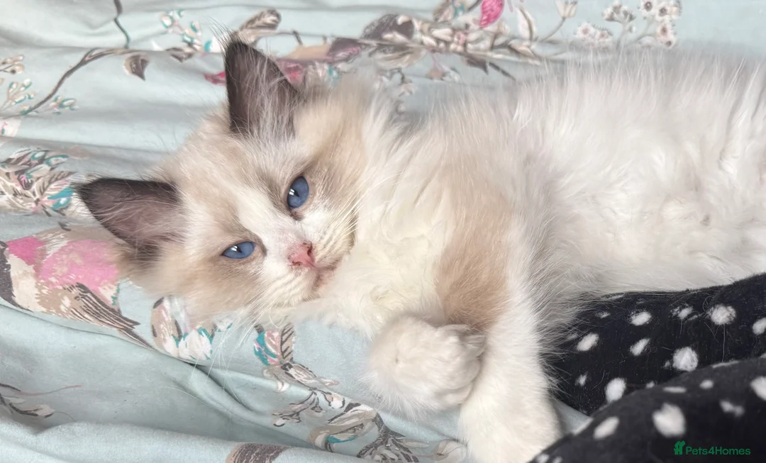 Ragdoll cats for sale: Ready Now  GCCF/TICA Purebred Reg Ragdoll Kittens - Advert 25