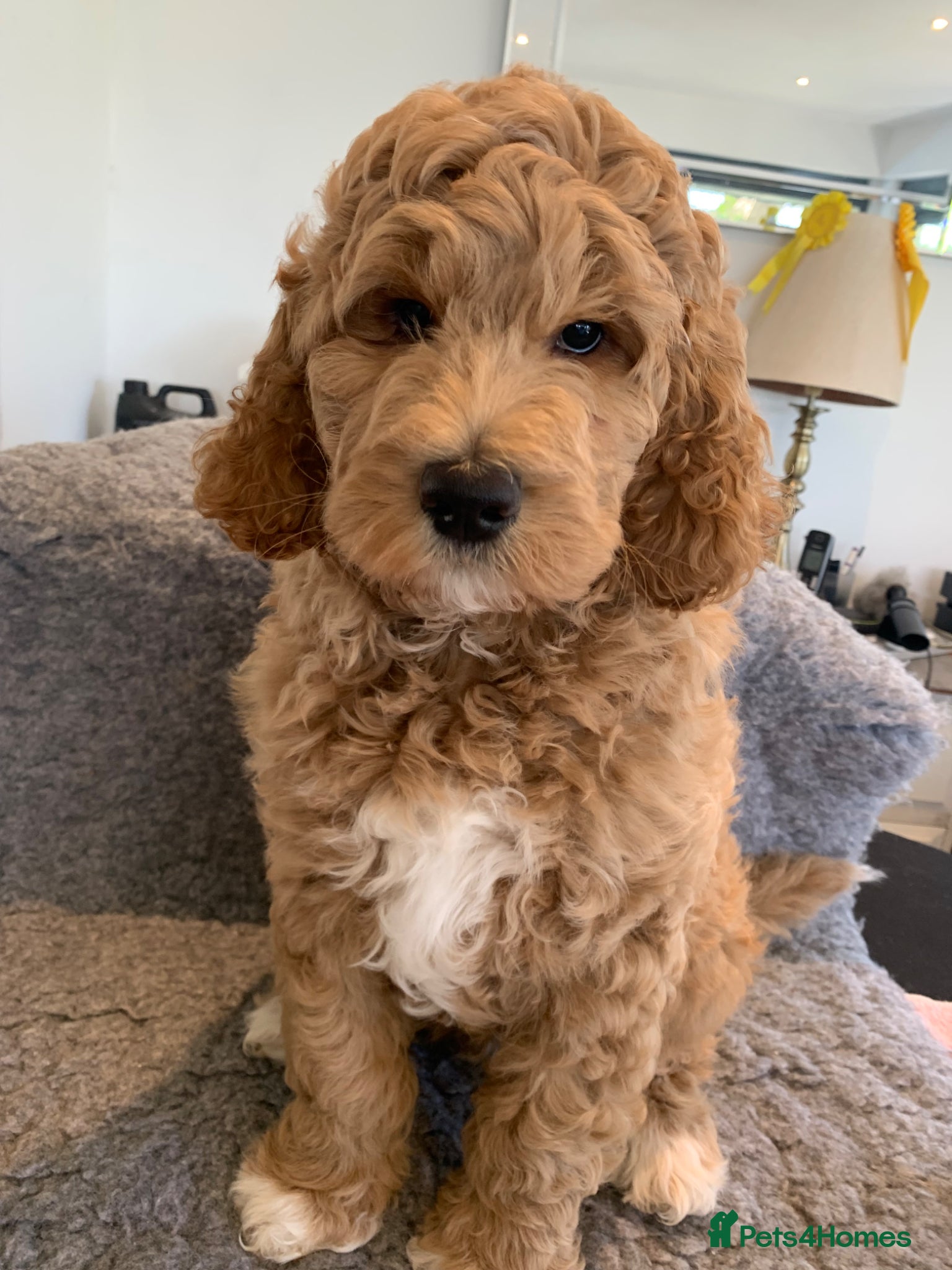 Goldendoodle dogs Goldendoodle/double doodle - Uno - ready now.  - Advert 3