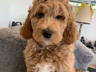 Goldendoodle dogs Goldendoodle/double doodle - Uno - ready now. - Advert 3