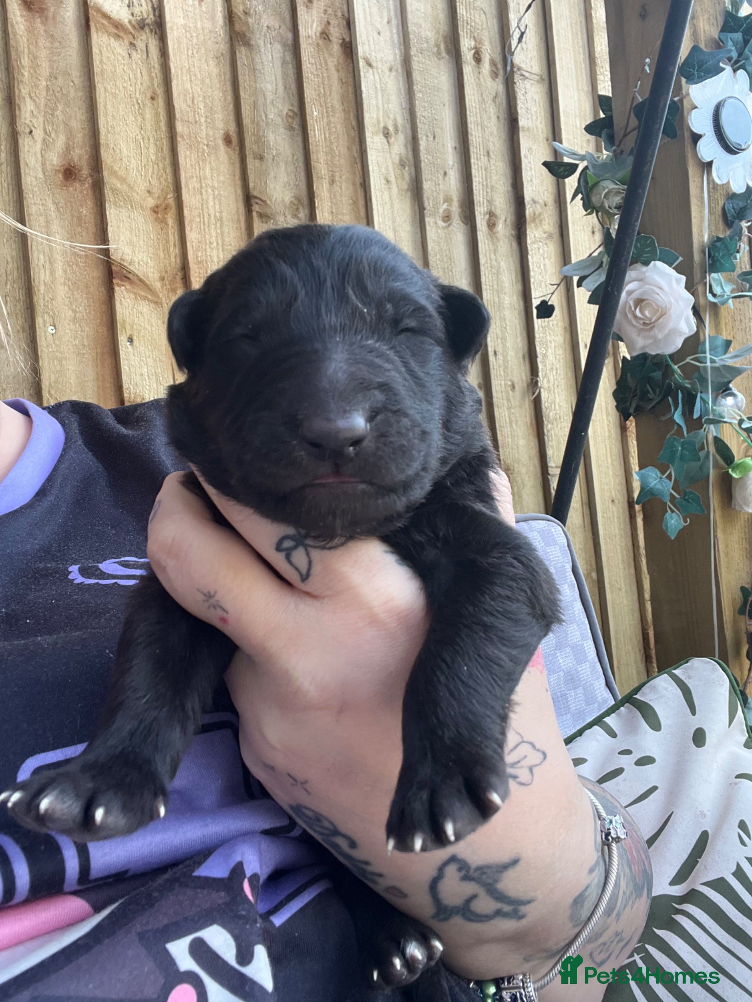 German Shepherd dogs German shepherd black 3 boys left  - Advert 13