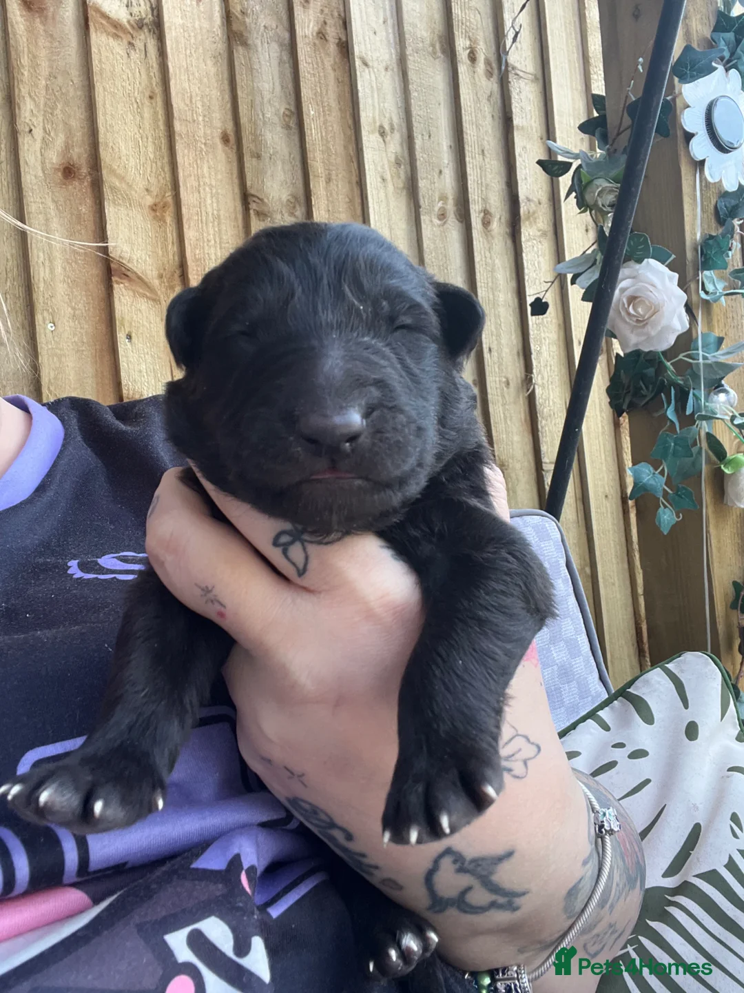 German Shepherd dogs for sale: German shepherd black - Advert 1