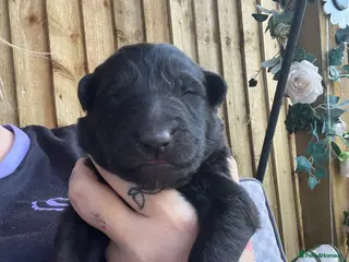 German Shepherd dogs German shepherd black 3 boys left - Advert 11