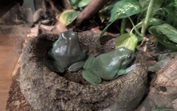 Frog reptiles for sale: Whites Tree Frogs x3 and Set-up - Image 5