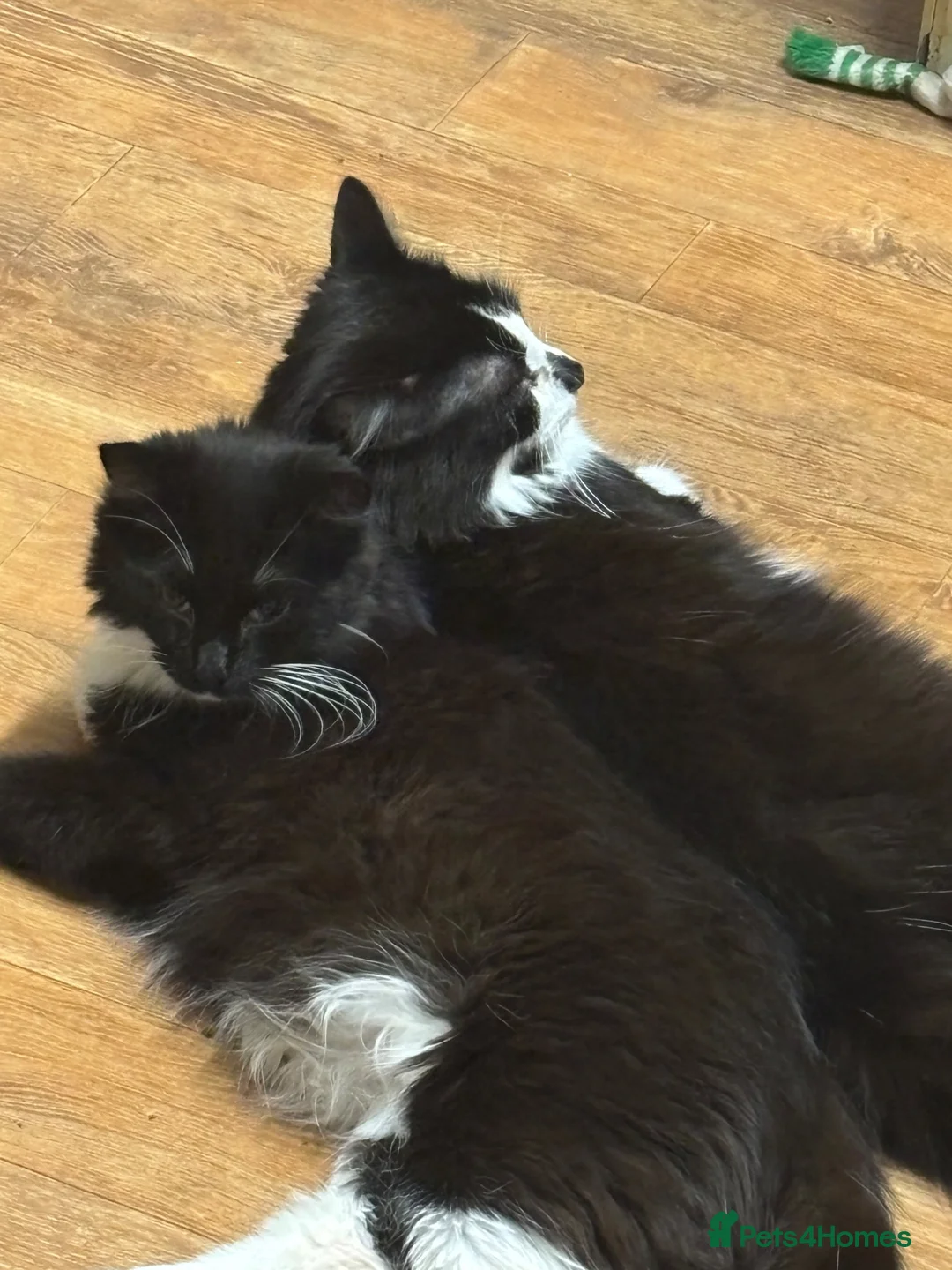 Mixed Breed cats for sale: ***British longhair cross flamepoint ragdoll*** - Advert 1