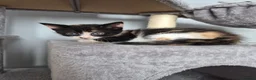 Mixed Breed cats for sale: Kittens - Advert 3