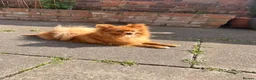 Pomeranian dogs for stud: Meet Goofy ❤️ in Warrington - Advert 4