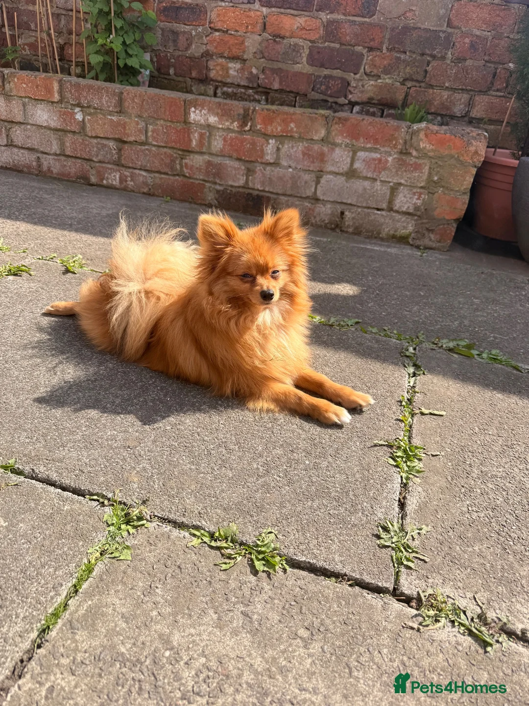 Pomeranian dogs for stud: Meet Goofy ❤️ in Warrington - Advert 4