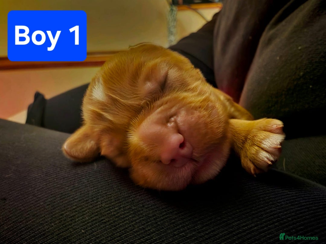 Cocker Spaniel dogs for sale: Stunning KC reg red working cocker pups - Advert 9