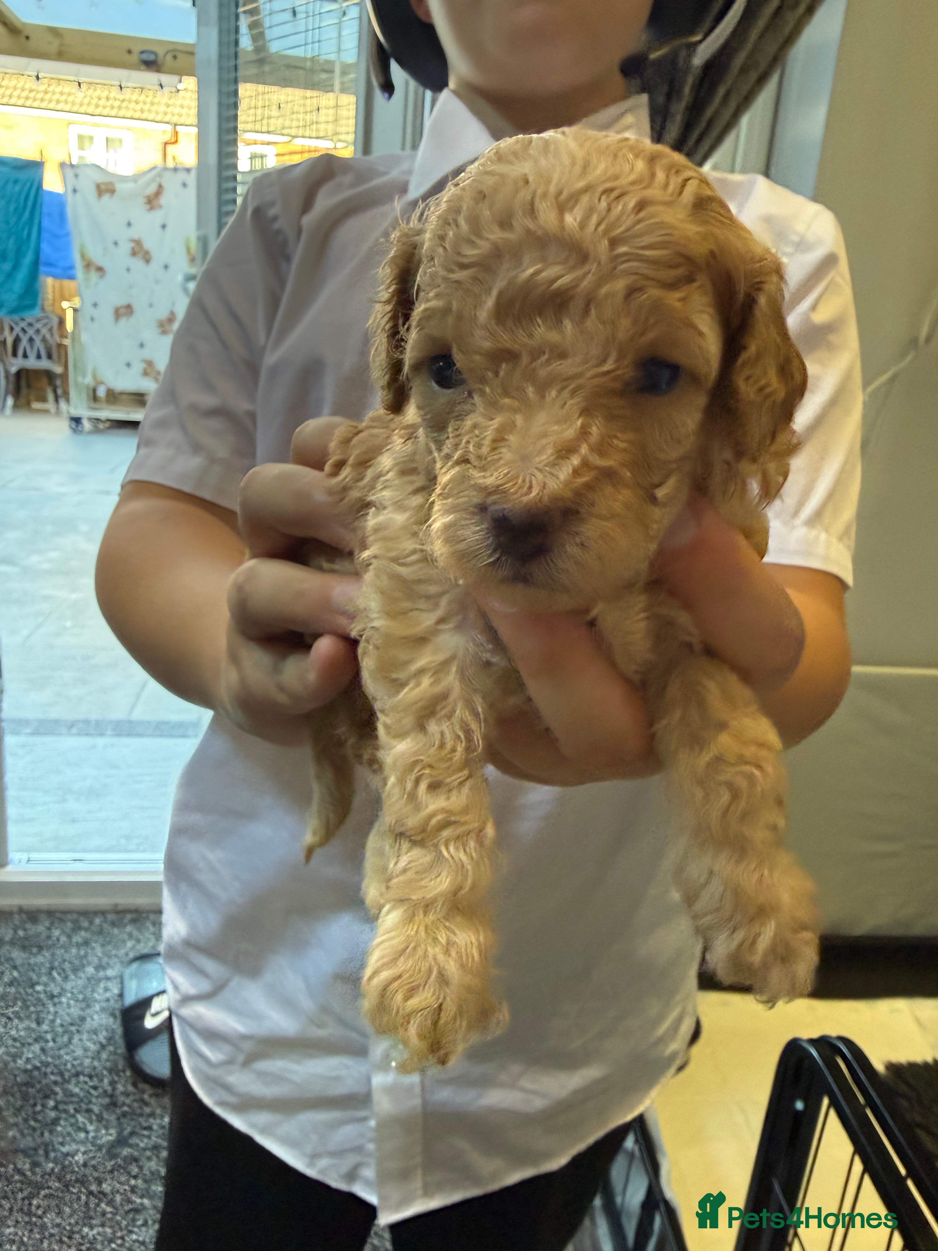 Cockapoo dogs Gorgeous Toy cockapoo puppies - Advert 2