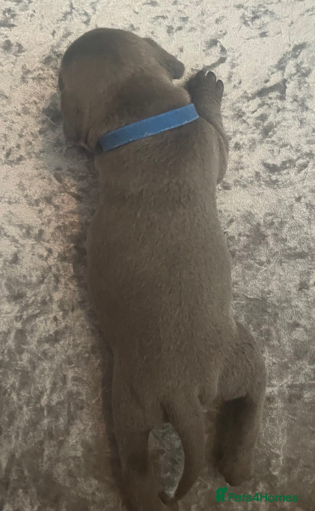 Staffordshire Bull Terrier dogs for sale: Litter of blue Staffordshire bull terriers  - Image 4