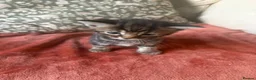 Mixed Breed cats for sale: Lovely tabby kittens  - Advert 4