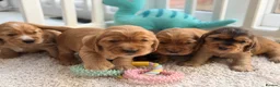 Cocker Spaniel dogs for sale: Champion Bloodline KC Show Cocker Spaniel Puppies  - Advert 5