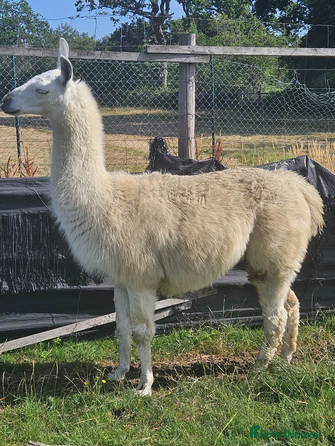 Llama livestock for sale: Llama entire. in Solihull - Advert 2