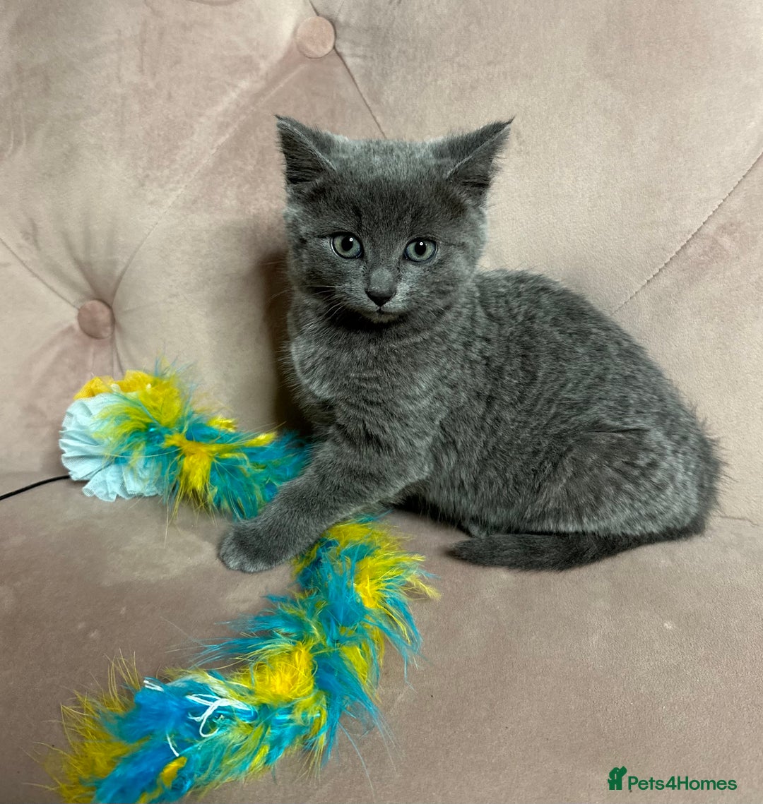 Russian Blue cats for sale: Last gorgeous male Russian blue  - Advert 2