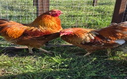 Chickens poultry for sale: Wyandotte Bantams  - Image 7