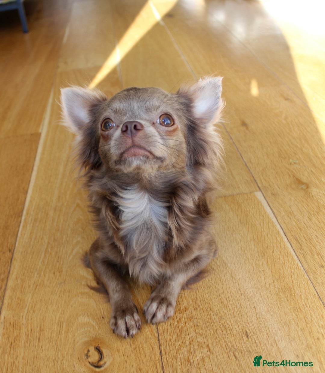 Chihuahua dogs for sale: ✨ Exceptional Chihuahua Puppies Forever 🏡 Only💖 - Advert 11