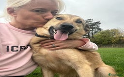 Mixed Breed dogs for adoption: Pettern - Norwich Norfolk  - Image 21