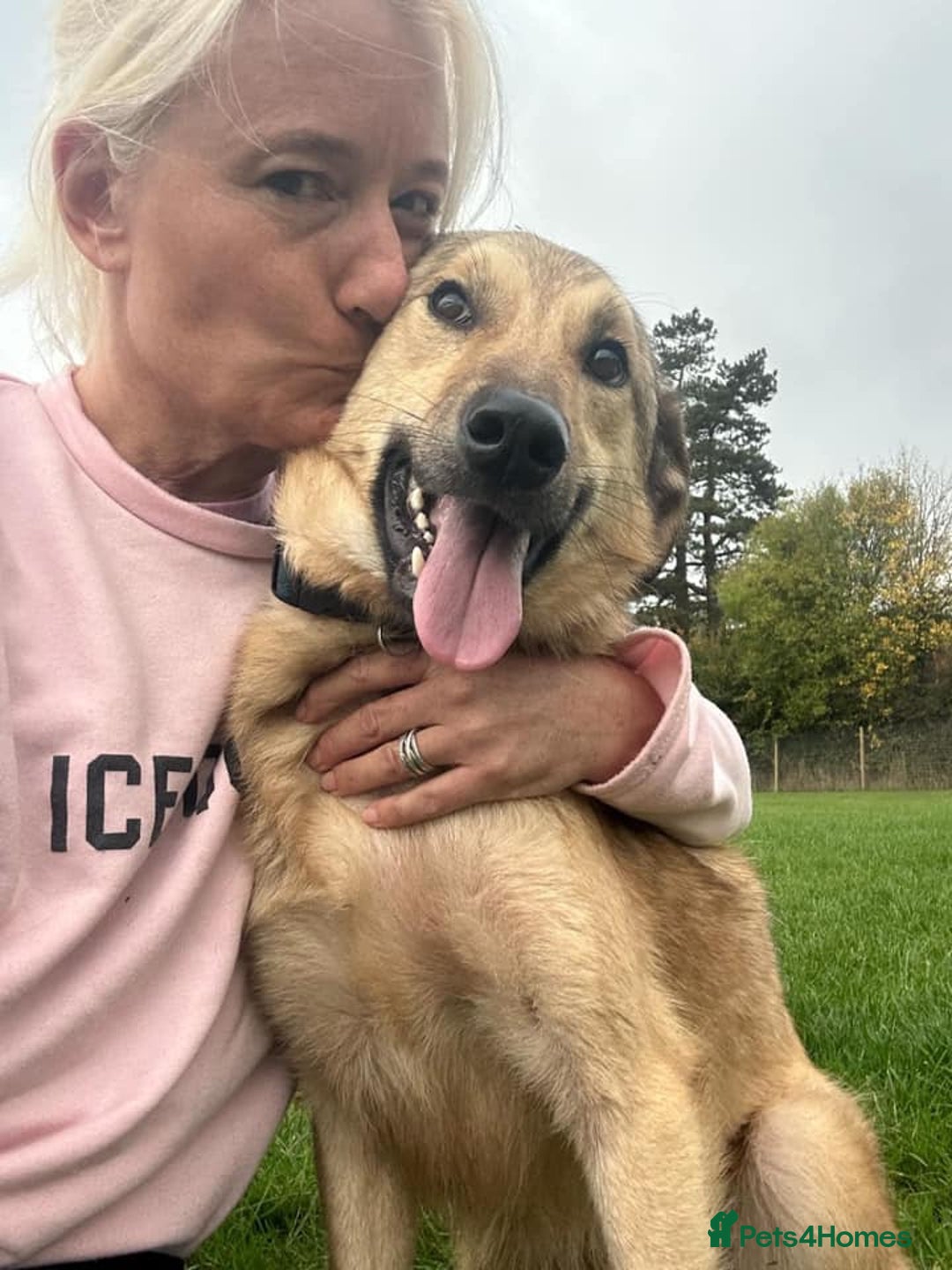 Mixed Breed dogs for adoption: Pettern - Norwich Norfolk  - Image 21