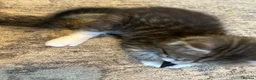 Mixed Breed cats for sale: Mixed breed girls kittens - Advert 8