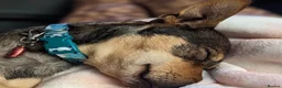 Mixed Breed dogs for adoption: Sweet Dali looking for LOVE  - Advert 10