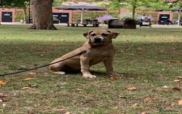 Mixed Breed dogs for sale: Cane Corso mix breed - Image 1