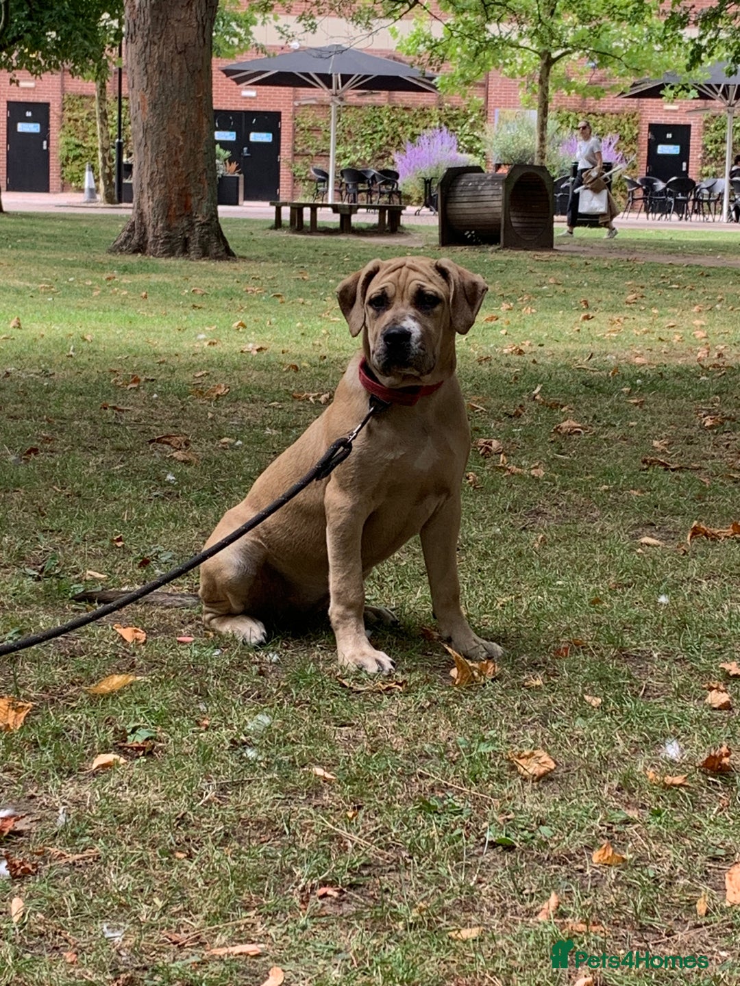 Mixed Breed dogs for sale: Cane Corso mix breed - Image 1