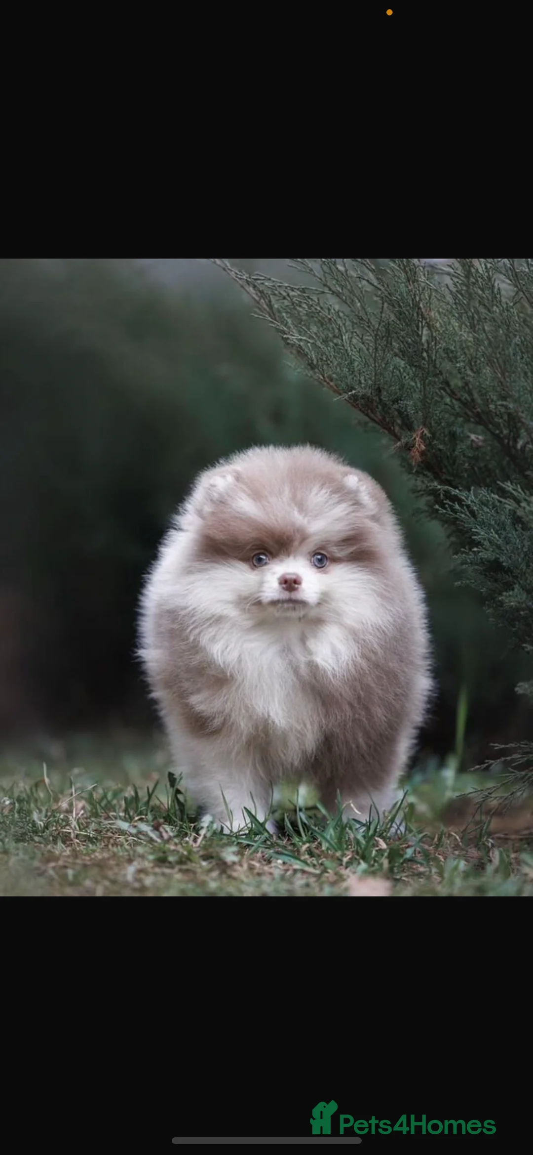 Pomeranian dogs for stud: 💜🧸 PROVEN LILAC MEARLE STUD BOY 🧸💜 - Advert 3