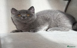 British Shorthair cats for sale: Lovely BSH  - Image 15