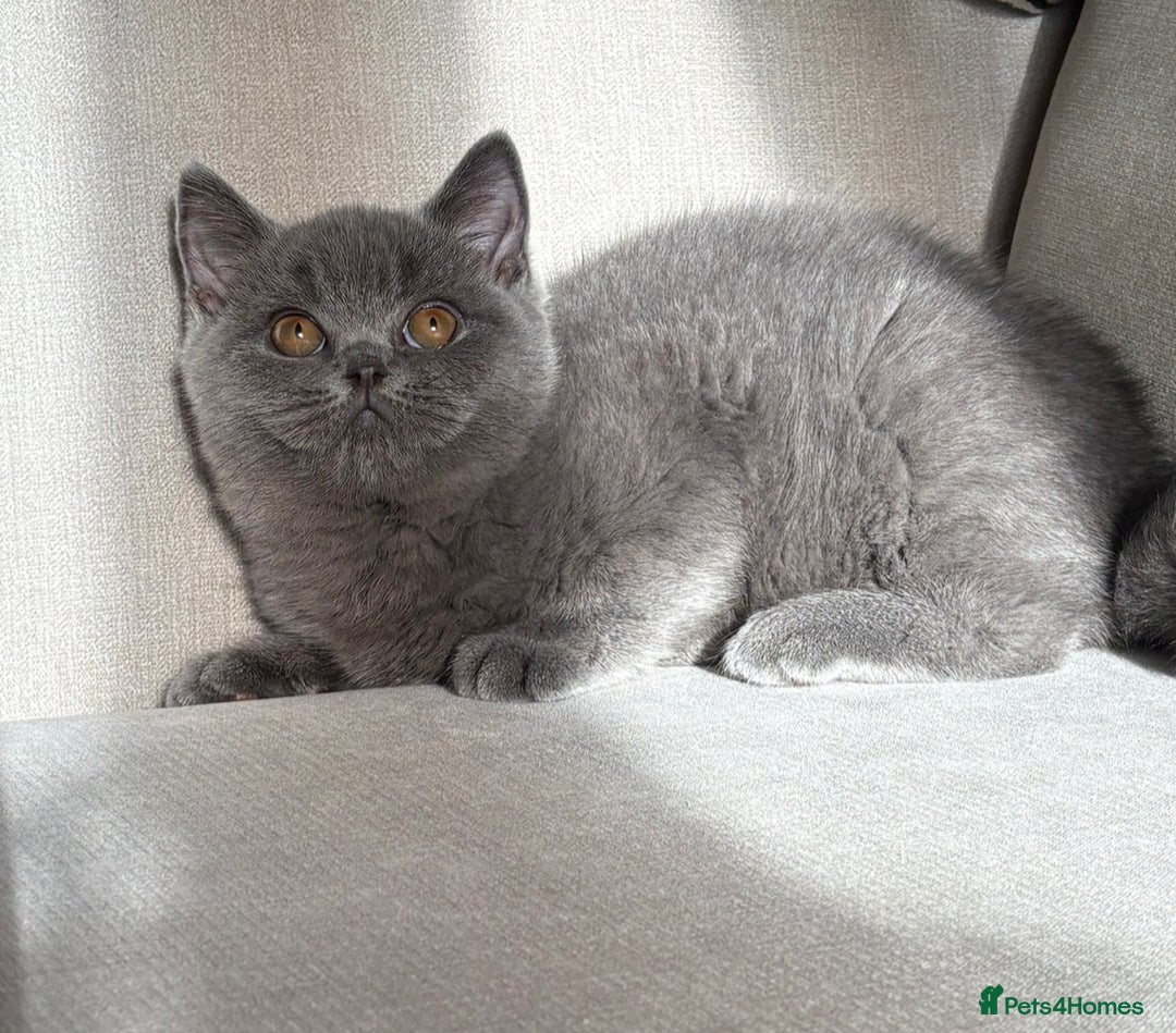 British Shorthair cats for sale: Lovely BSH  - Image 15