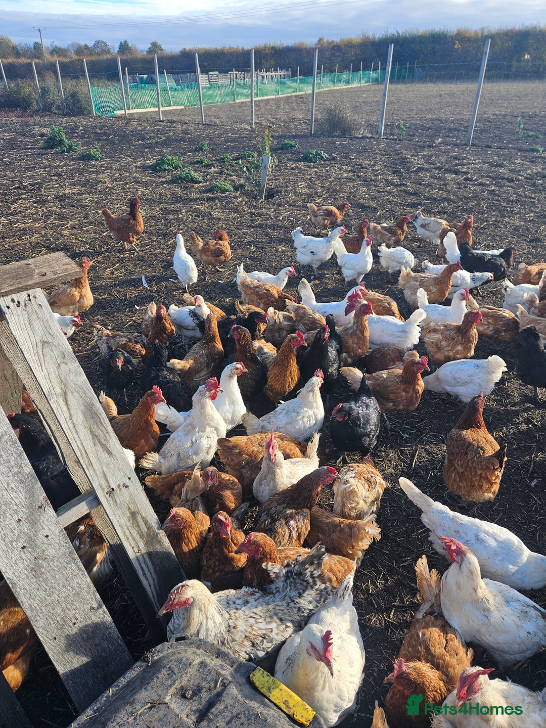 Chickens poultry for sale: Different breed - Image 2